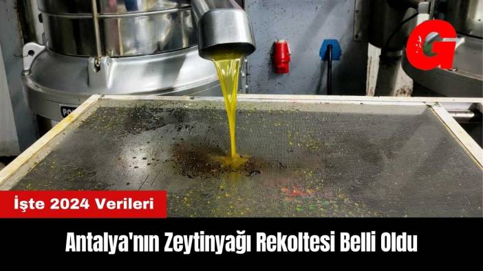 Antalya'nın Zeytinyağı Rekoltesi Belli Oldu