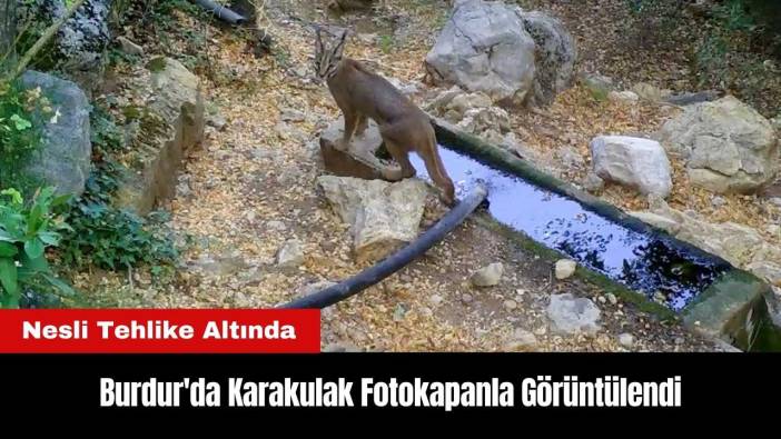 Burdur'da Karakulak Fotokapanla Görüntülendi