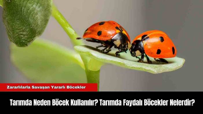Tarımda Neden Böcek Kullanılır? Tarımda Faydalı Böcekler Nelerdir?