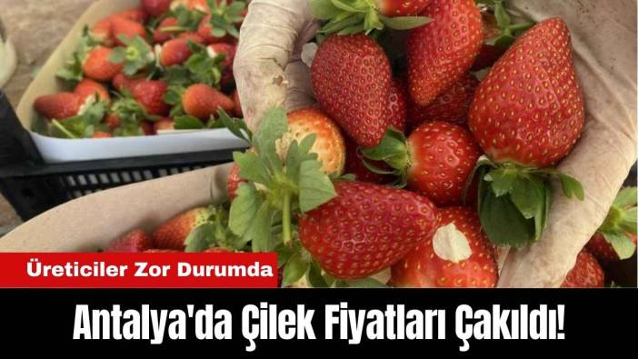 Antalya'da Çilek Fiyatları Çakıldı! Üreticiler Zor Durumda