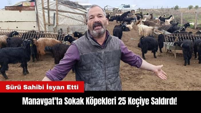 Manavgat'ta Sokak Köpekleri 25 Keçiye Saldırdı! Sürü Sahibi İsyan Etti