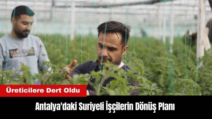 Antalya'daki Suriyeli İşçilerin Dönüş Planı Üreticilere Dert Oldu