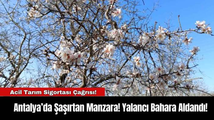 Antalya’da Şaşırtan Manzara! Yalancı Bahara Aldandı!
