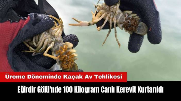 Eğirdir Gölü'nde Kaçak Kerevit Avı Bitmiyor! 100 Kilogram Canlı Kerevit Kurtarıldı