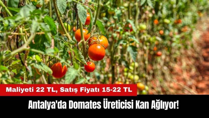 Antalya'da Domates Üreticisi Kan Ağlıyor! Maliyeti Satış Fiyatının Üstünde