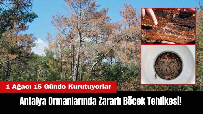 Antalya Ormanlarında Böcek Tehlikesi! 1 Ağacı 15 Günde Kurutuyorlar
