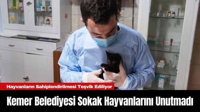 Kemer Belediyesi Sokak Hayvanlarını Unutmadı