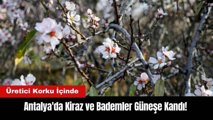 Antalya'da Kiraz ve Bademler Güneşe Kandı! Üretici Korku İçinde
