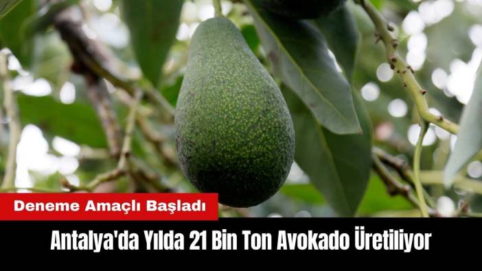 Antalya'da Yılda 21 Bin Ton Avokado Üretiliyor
