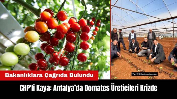 CHP'li Kaya: Antalya’da Domates Üreticileri Krizde