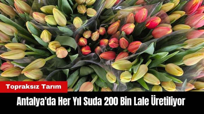 Antalya'da Topraksız Tarım: Suda 200 Bin Lale Üretiliyor
