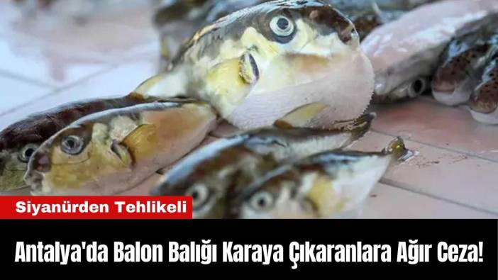 Antalya'da Balon Balığını Karaya Çıkaranlara Ağır Ceza!