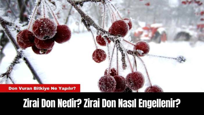Zirai Don Nedir? Zirai Don Nasıl Engellenir?