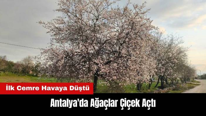 İlk Cemre Havaya Düştü! Antalya'da Ağaçlar Çiçek Açtı