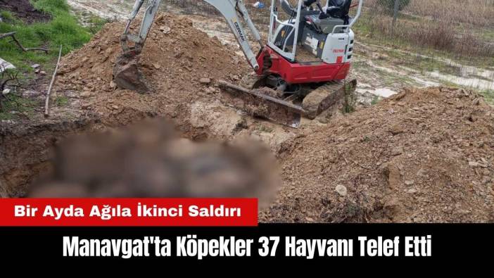 Manavgat'ta Bir Ayda Ağıla İkinci Saldırı: Köpekler 37 Hayvanı Telef Etti