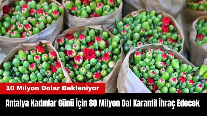 Antalya Kadınlar Günü İçin 80 Milyon Dal Karanfil İhraç Edecek