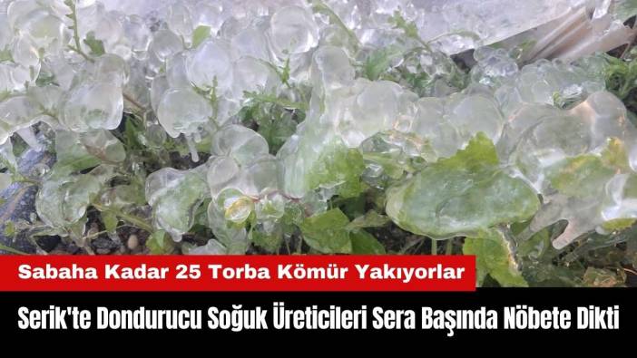Serik'te Dondurucu Soğuk Üreticileri Sera Başında Nöbete Dikti