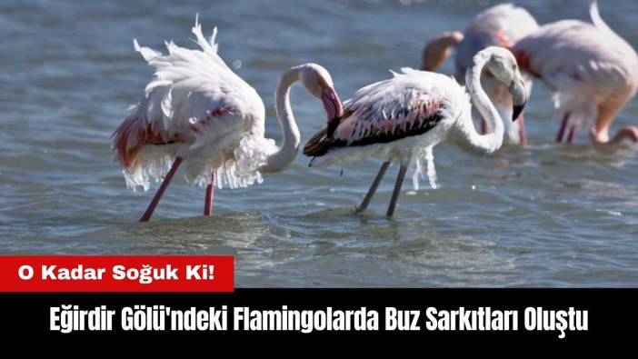 Eğirdir Gölü'ndeki Flamingolarda Buz Sarkıtları Oluştu