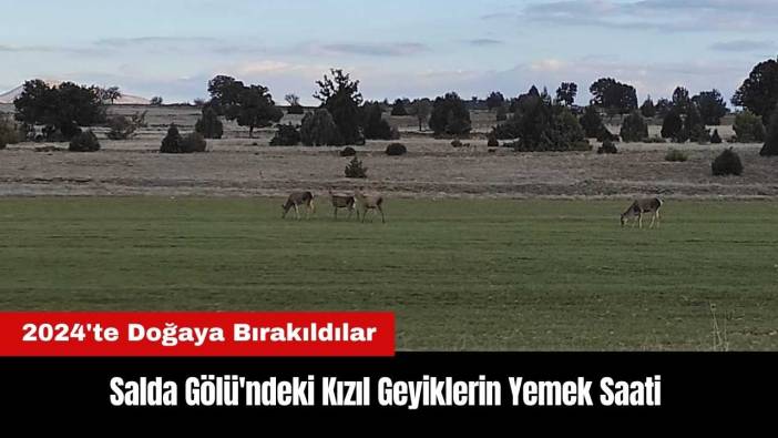 Salda Gölü'ndeki Kızıl Geyiklerin Yemek Saati