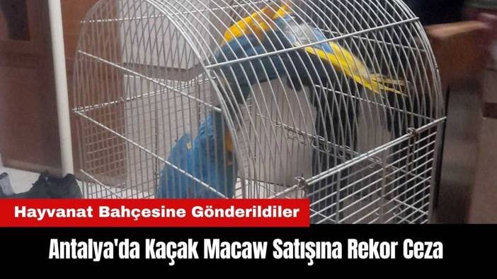 Antalya'da Kaçak Macaw Satışına Rekor Ceza