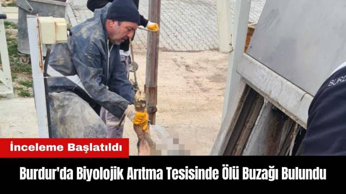 Burdur'da Biyolojik Arıtma Tesisinde Ölü Buzağı Bulundu