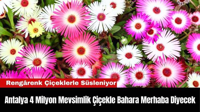 Antalya 4 Milyon Mevsimlik Çiçekle Bahara Merhaba Diyecek