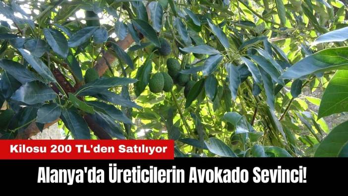 Alanya'da Üreticilerin Avokado Sevinci! Kilosu 200 TL'den Satılıyor