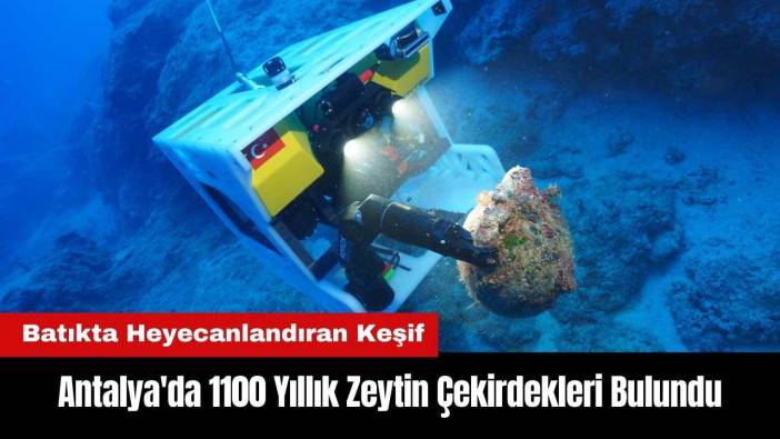 Antalya'daki Batıktan 1100 Yıllık Zeytin Çekirdekleri Çıkarıldı