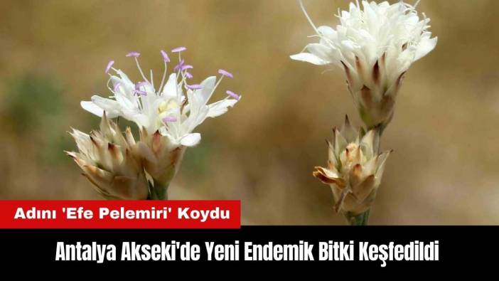 Antalya Akseki'de Yeni Endemik Bitki Keşfedildi