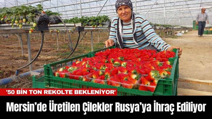 Mersin’de Üretilen Çilekler Rusya’ya İhraç Ediliyor