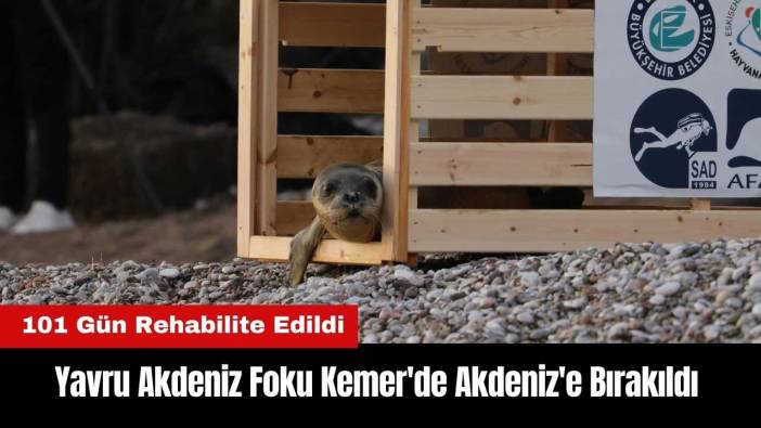 Yavru Akdeniz Foku Kemer'de Akdeniz'e Bırakıldı
