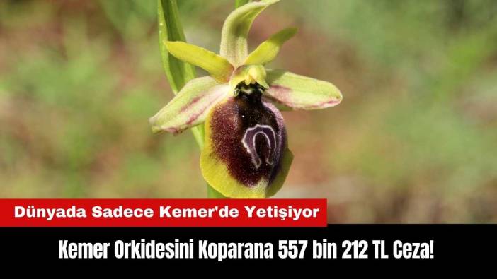 Kemer Orkidesi Koparana 557 bin 212 TL Ceza!