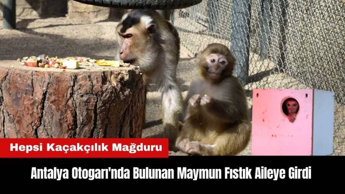 Antalya Otogarı'nda Bulunan Maymun Fıstık Aileye Girdi