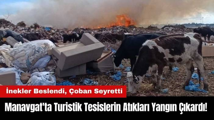 Manavgat'ta Turistik Tesislerin Atıkları Yangın Çıkardı! İnekler Beslendi Çoban Seyretti