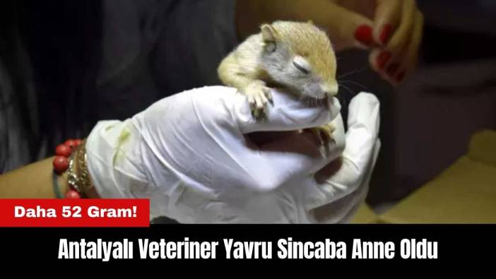 Antalyalı Veteriner Yavru Sincaba Anne Oldu