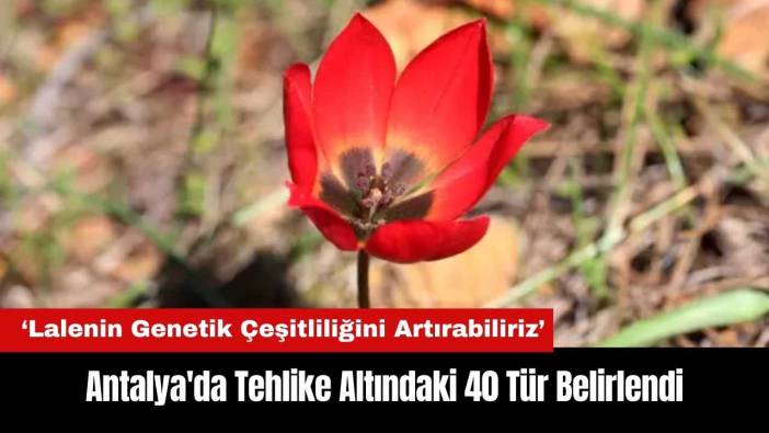 Antalya'da Tehlike Altındaki 40 Tür Belirlendi: Lalenin Genetik Çeşitliliğini Artırabiliriz