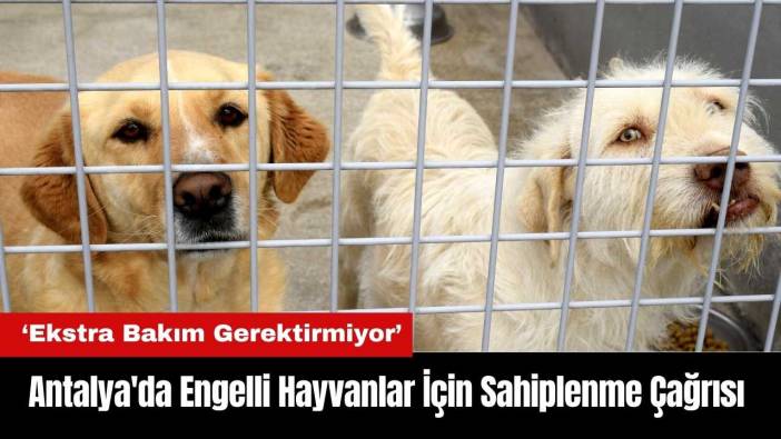 Antalya'da Engelli Hayvanlar İçin Sahiplenme Çağrısı