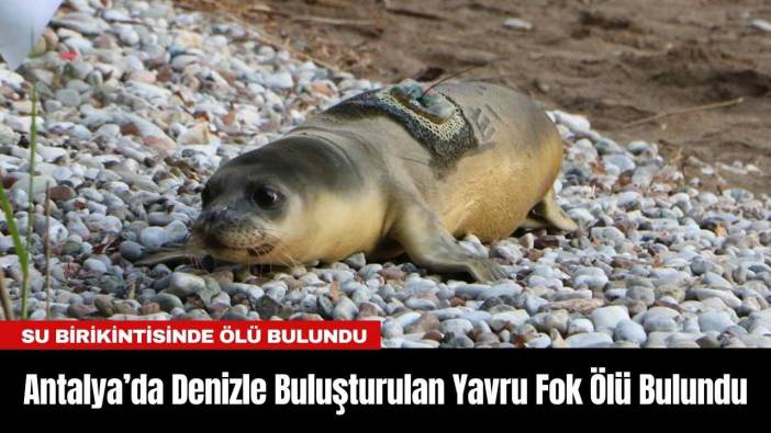 Antalya’da Denizle Buluşturulan Yavru Fok Ölü Bulundu