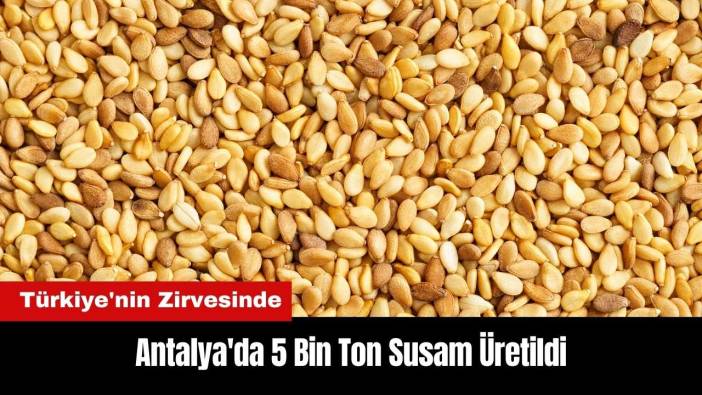 Antalya'da 5 Bin Ton Susam Üretimiyle Türkiye'nin Zirvesinde