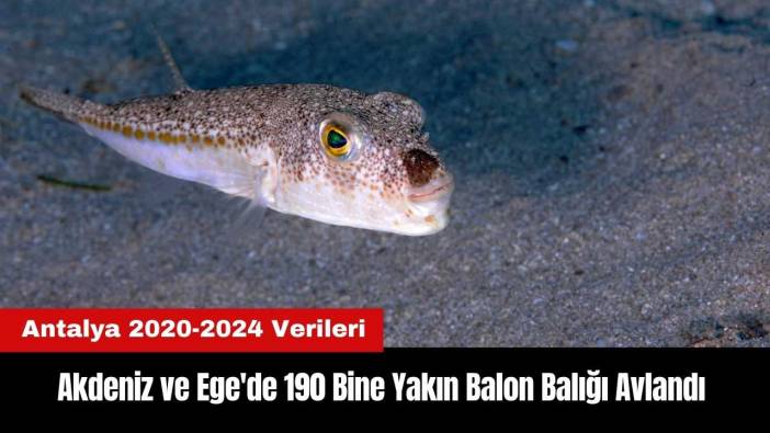 Akdeniz ve Ege'de 190 Bine Yakın Balon Balığı Avlandı