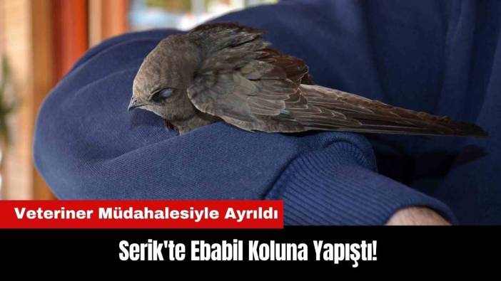 Serik'te Ebabil Koluna Yapıştı! Veteriner Müdahalesiyle Ayrıldı