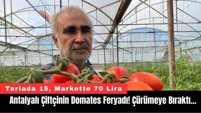 Antalyalı Çiftçinin Domates Feryadı! Çürümeye Bıraktı…