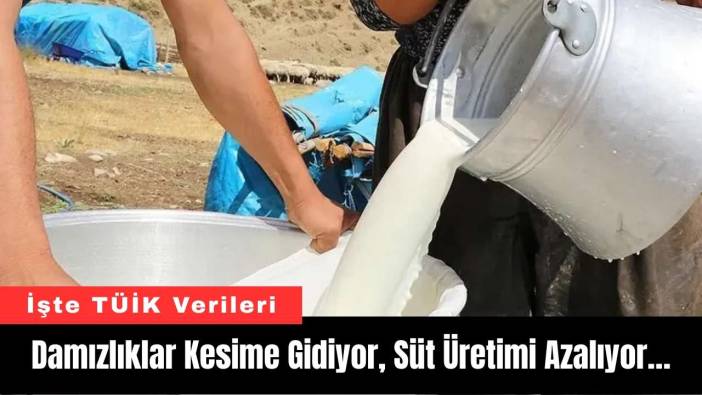 Damızlıklar Kesime Gidiyor, Süt Üretimi Azalıyor