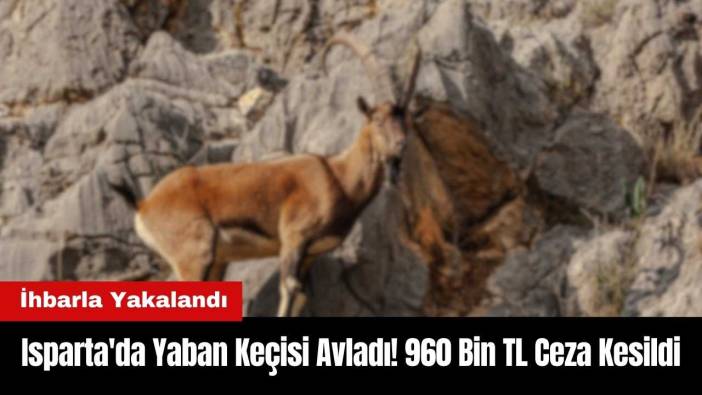 Isparta'da Yaban Keçisi Avladı! 960 Bin TL Ceza Kesildi