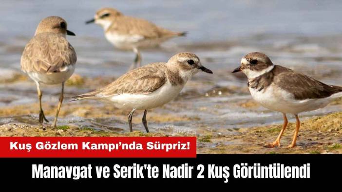 Manavgat ve Serik'te Nadir 2 Kuş Görüntülendi