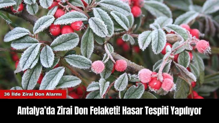Antalya’da Zirai Don Felaketi! Hasar Tespiti Yapılıyor