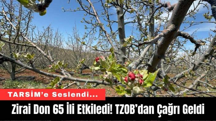 Zirai Don 65 İli Etkiledi! TZOB’dan Çağrı Geldi