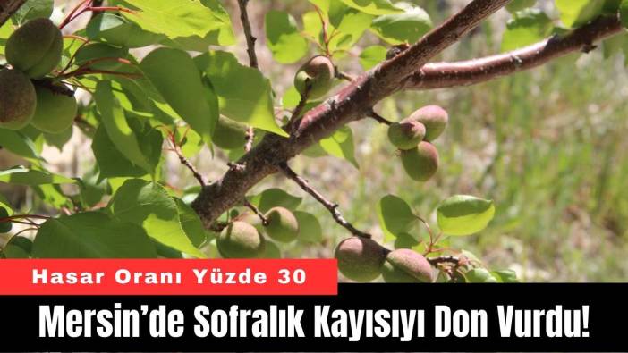 Mersin’de Sofralık Kayısıyı Don Vurdu!