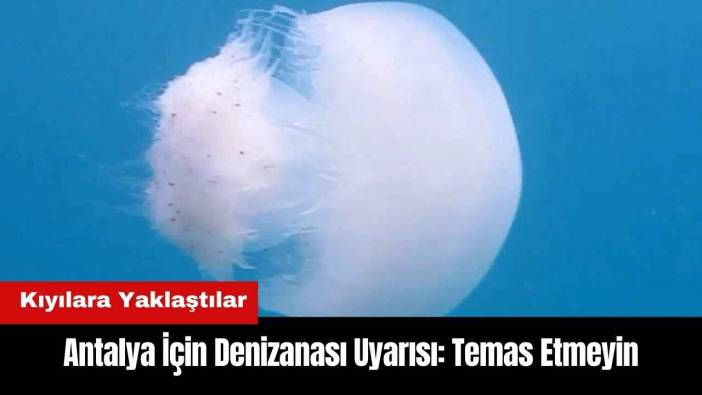 Antalya İçin Denizanası Uyarısı: Temas Etmeyin