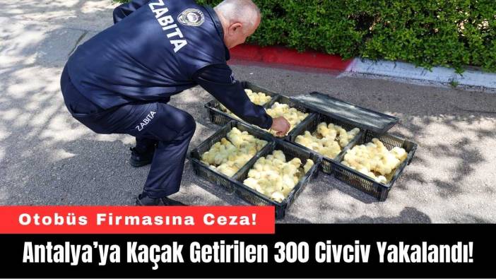 Antalya’ya Kaçak Getirilen 300 Civciv Yakalandı!